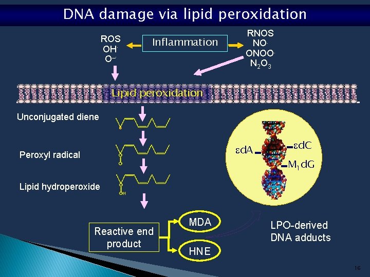 DNA damage via lipid peroxidation ROS OH. O_. Inflammation RNOS NO. ONOO. N 2