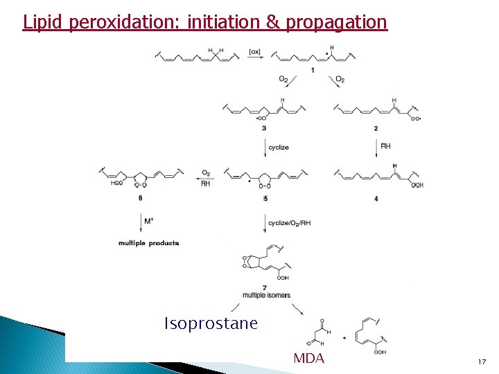 Lipid peroxidation: initiation & propagation Isoprostane MDA 17 