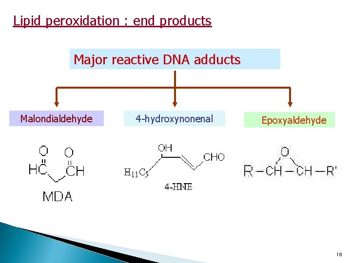 Lipid peroxidation : end products Major reactive DNA adducts Malondialdehyde 4 -hydroxynonenal Epoxyaldehyde 18