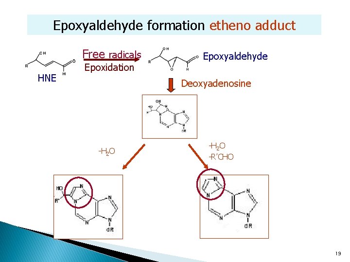 Epoxyaldehyde formation etheno adduct Free radicals HNE Epoxidation Epoxyaldehyde Deoxyadenosine -H 2 O -R’CHO