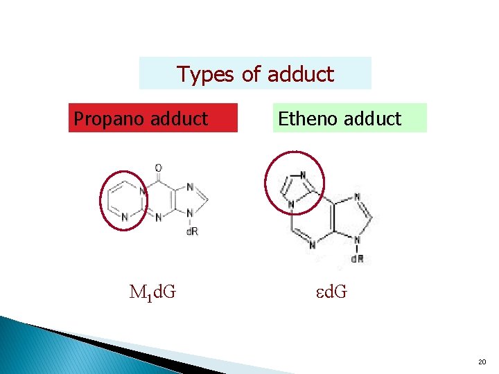 Types of adduct Propano adduct M 1 d. G Etheno adduct d. G 20