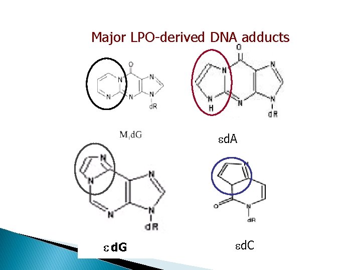 Major LPO-derived DNA adducts d. A d. C 