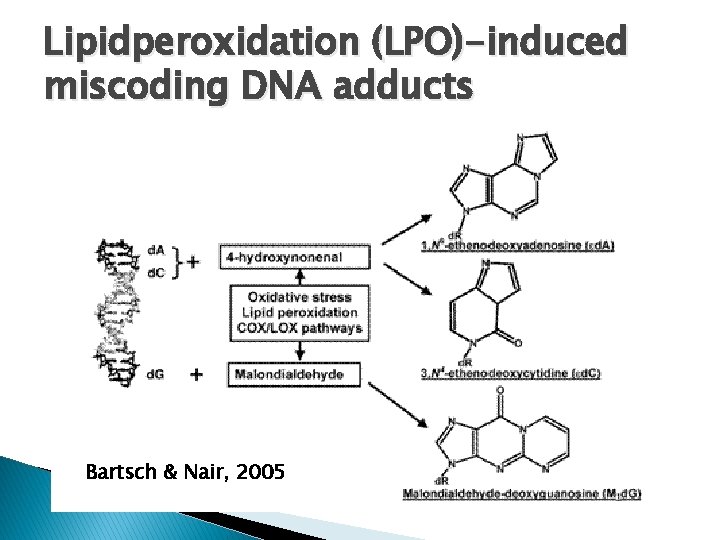 Lipidperoxidation (LPO)-induced miscoding DNA adducts Bartsch & Nair, 2005 