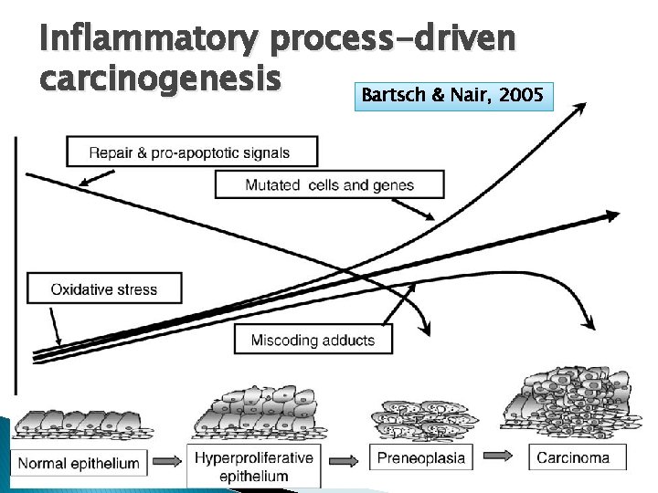 Inflammatory process-driven carcinogenesis Bartsch & Nair, 2005 