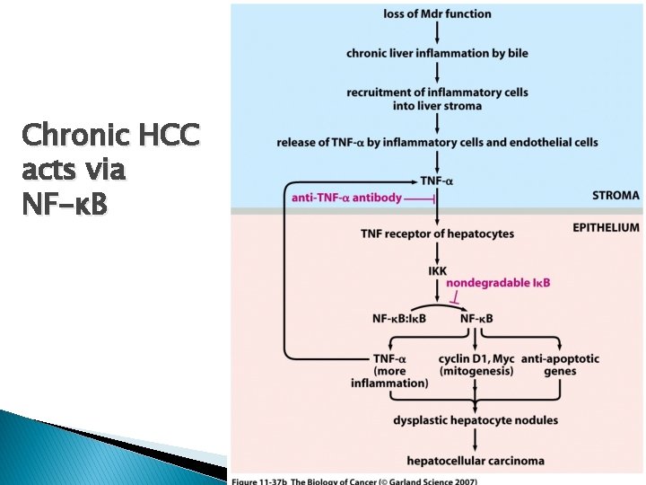 Chronic HCC acts via NF-κB 