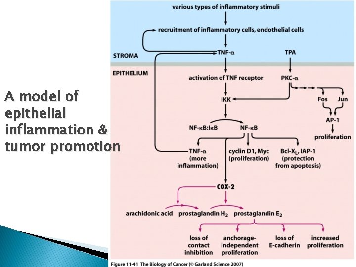 A model of epithelial inflammation & tumor promotion 