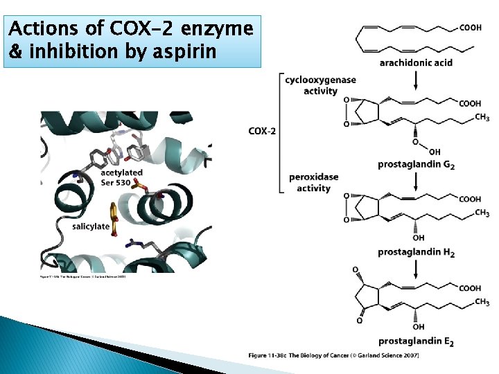 Actions of COX-2 enzyme & inhibition by aspirin 