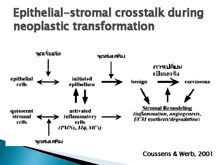 Epithelial-stromal crosstalk during neoplastic transformation Coussens & Werb, 2001 