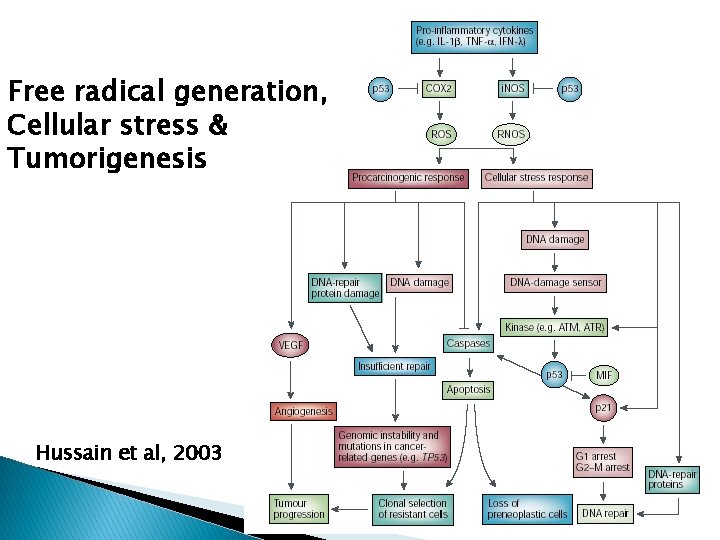 Free radical generation, Cellular stress & Tumorigenesis Hussain et al, 2003 