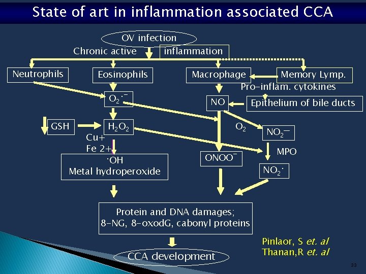 State of art in inflammation associated CCA OV infection Chronic active inflammation Neutrophils Eosinophils