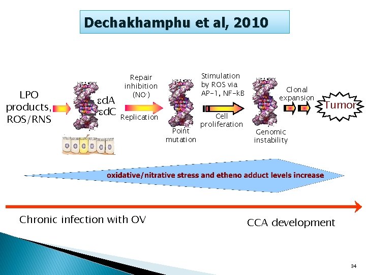 Dechakhamphu et al, 2010 LPO products, ROS/RNS d. A d. C Repair inhibition (NO.