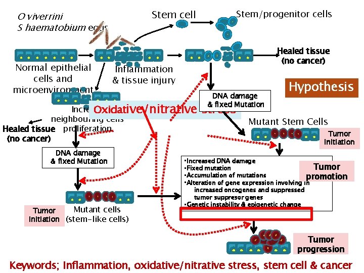 Stem cell O viverrini S haematobium eggs Normal epithelial cells and microenvironment Stem/progenitor cells