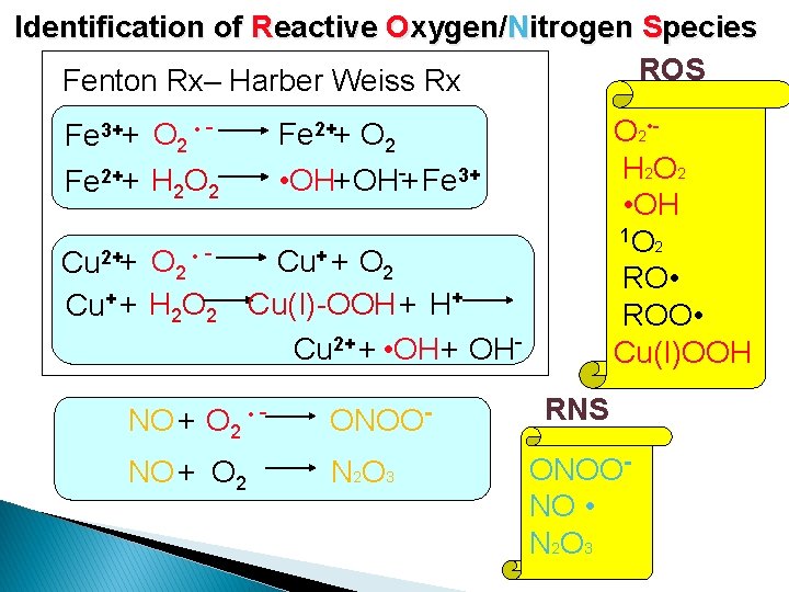 Identification of Reactive Oxygen/Nitrogen Species ROS Fenton Rx– Harber Weiss Rx Fe 3++ O