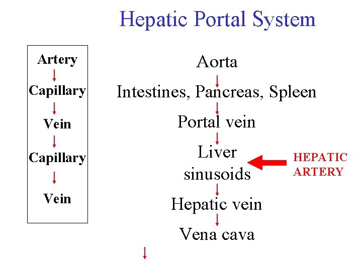 Hepatic Portal System Artery Aorta Capillary Intestines, Pancreas, Spleen Vein Portal vein Capillary Liver