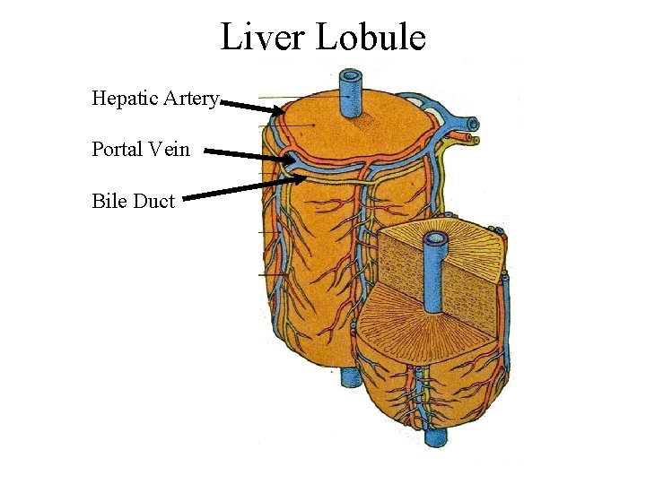 Liver Lobule Hepatic Artery Portal Vein Bile Duct 