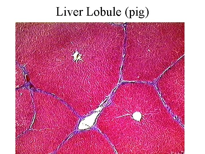 Liver Lobule (pig) 