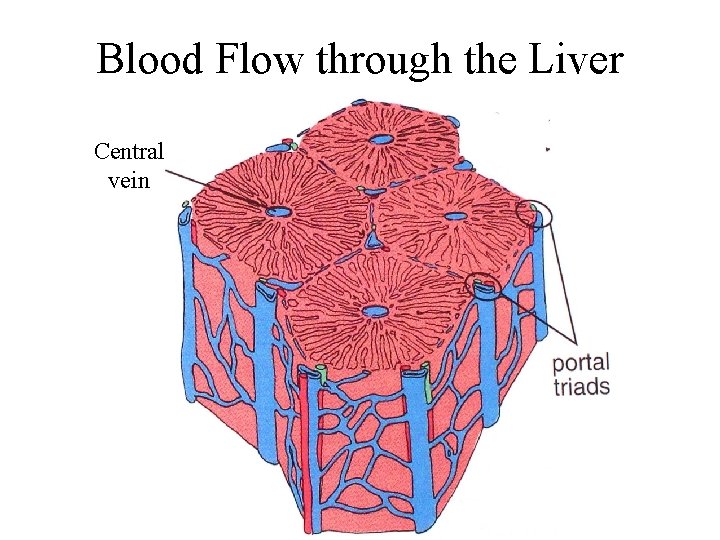 Blood Flow through the Liver Central vein 