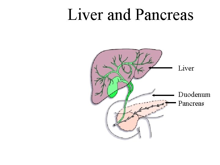 Liver and Pancreas Liver Duodenum Pancreas 