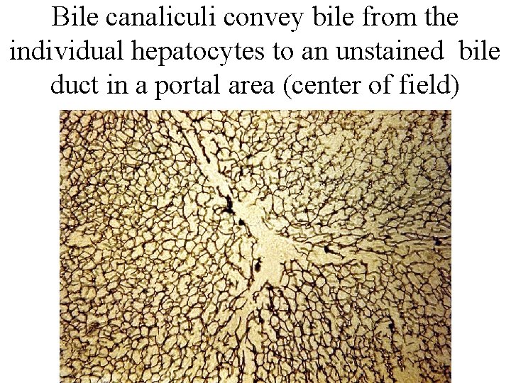 Bile canaliculi convey bile from the individual hepatocytes to an unstained bile duct in