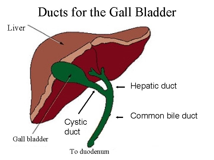 Ducts for the Gall Bladder Liver Hepatic duct Gall bladder Cystic duct To duodenum