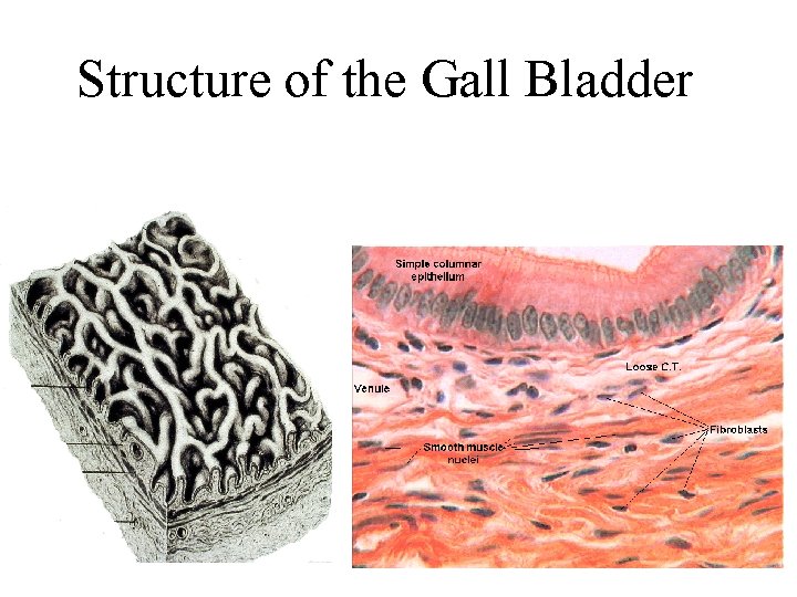 Structure of the Gall Bladder 