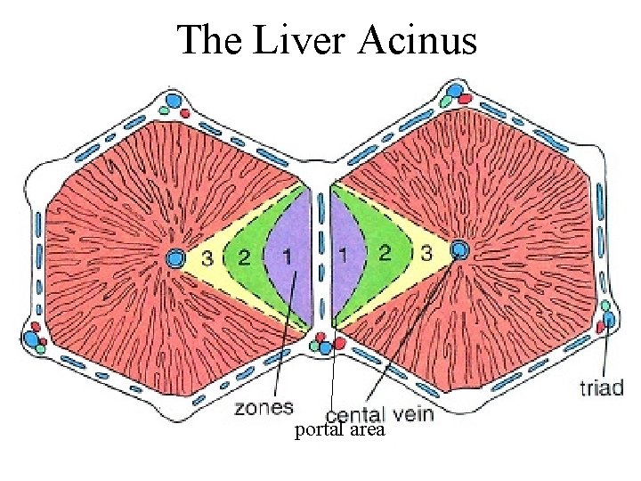 The Liver Acinus portal area 