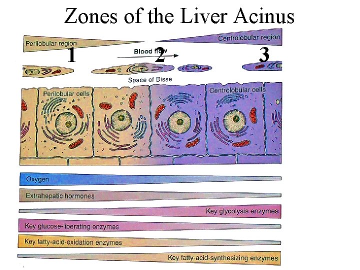 Zones of the Liver Acinus 1 2 3 