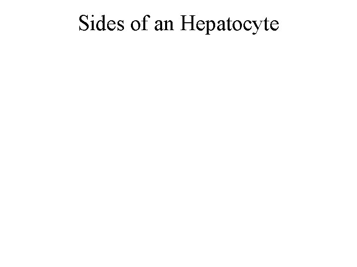 Sides of an Hepatocyte 
