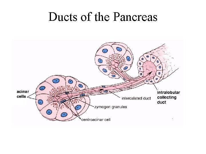 Ducts of the Pancreas 