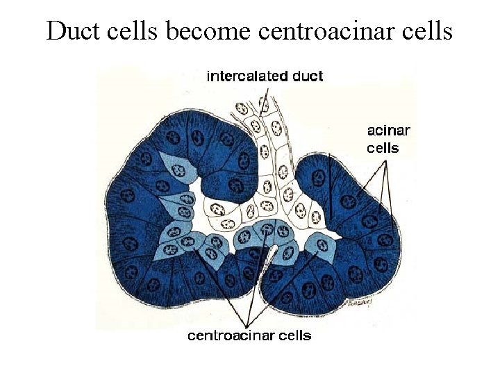 Duct cells become centroacinar cells 