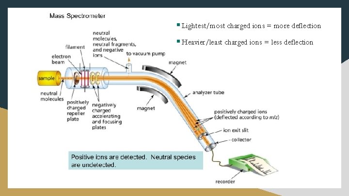 § Lightest/most charged ions = more deflection § Heavier/least charged ions = less deflection § Lightest/most charged ions = more deflection § Heavier/least charged ions = less deflection