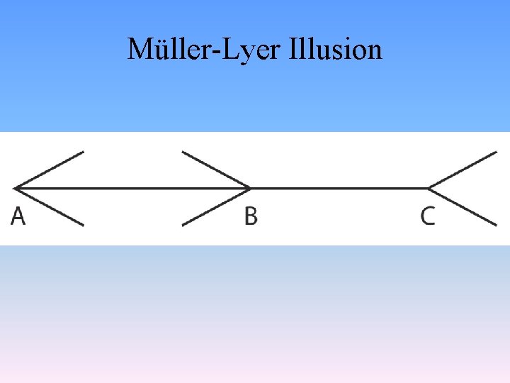 Müller-Lyer Illusion 