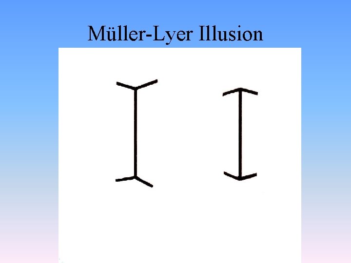 Müller-Lyer Illusion 