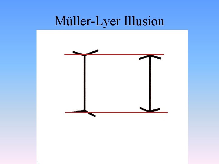 Müller-Lyer Illusion 
