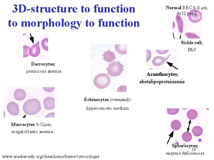 3 D-structure to function to morphology to function Normal RBC 6 -8 µm; 4