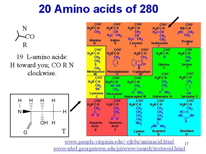 20 Amino acids of 280 N CO R 19 L-amino acids: H toward you;
