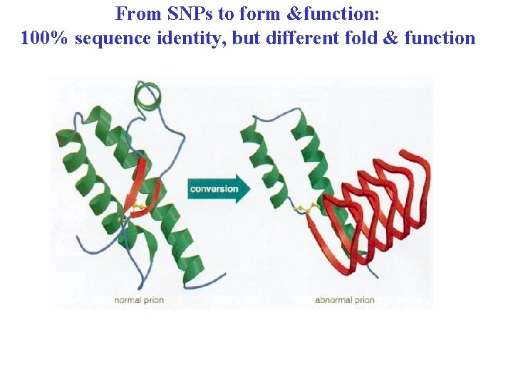 From SNPs to form &function: 100% sequence identity, but different fold & function 