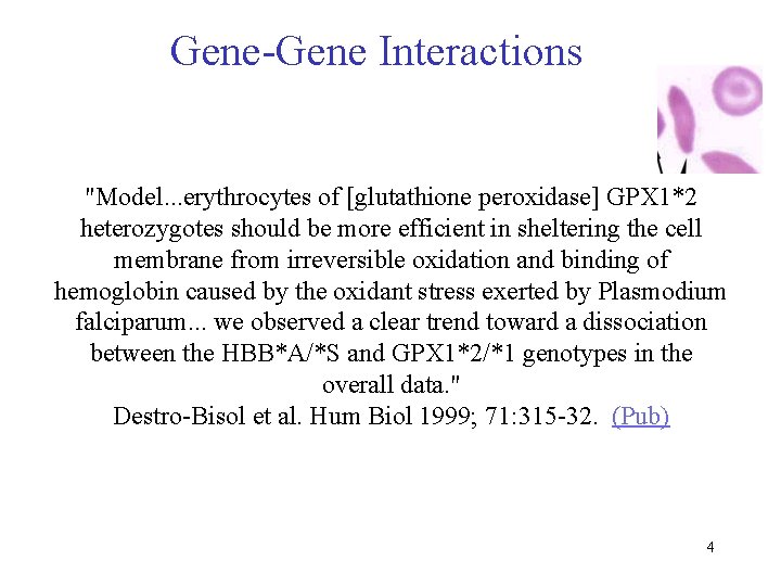 Gene-Gene Interactions "Model. . . erythrocytes of [glutathione peroxidase] GPX 1*2 heterozygotes should be