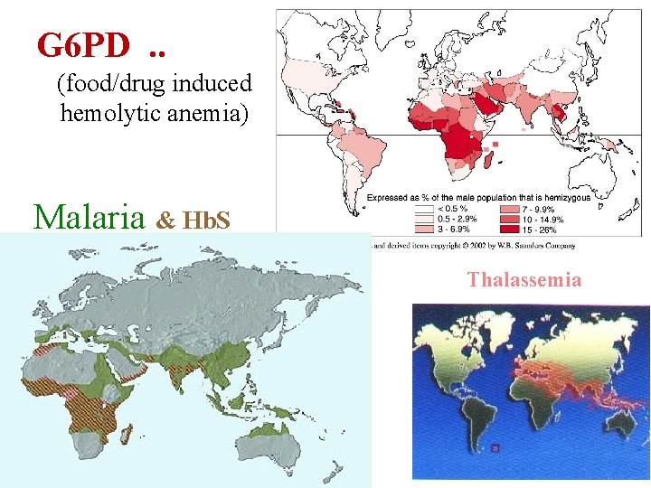 G 6 PD. . (food/drug induced hemolytic anemia) Malaria & Hb. S Thalassemia 