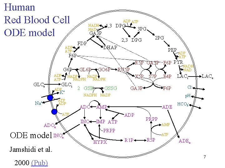 Human Red Blood Cell ODE model ADP ATP NADH NAD ADP ATP 1, 3