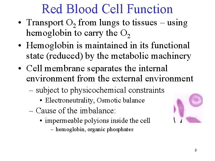 Red Blood Cell Function • Transport O 2 from lungs to tissues – using