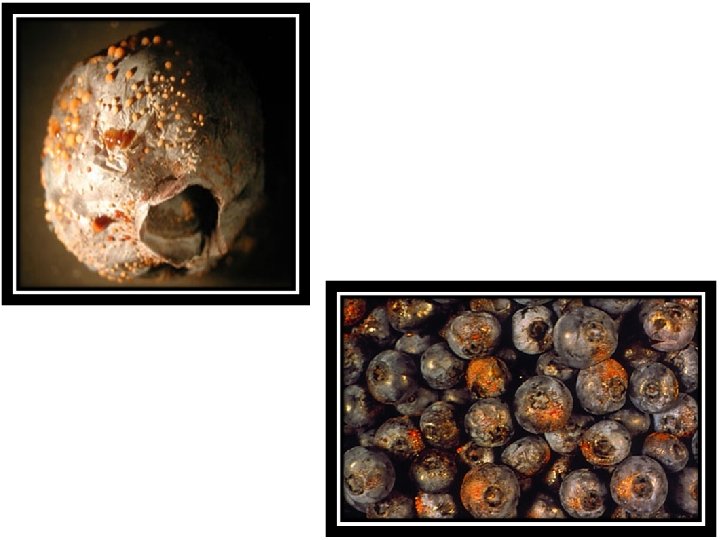 PHYSIOLOGICAL DISORDERS IN BLUEBERRY INTRODUCTION Scientific Name Vaccinium