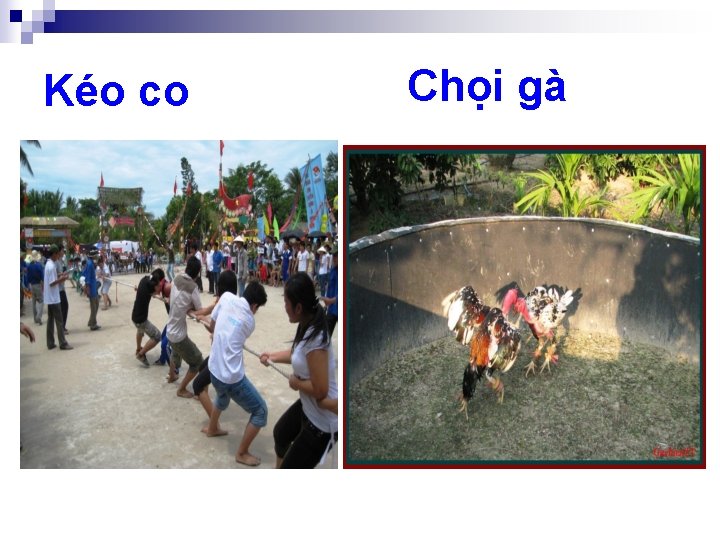 Kéo co Chọi gà 