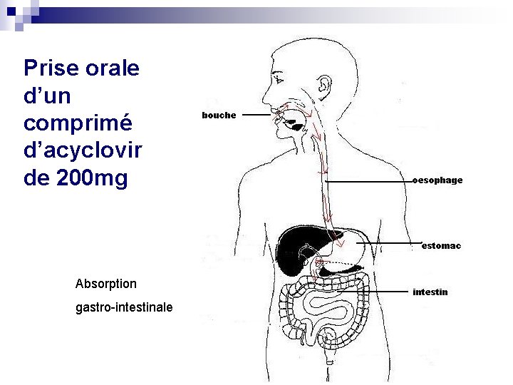 Prise orale d’un comprimé d’acyclovir de 200 mg Absorption gastro-intestinale 