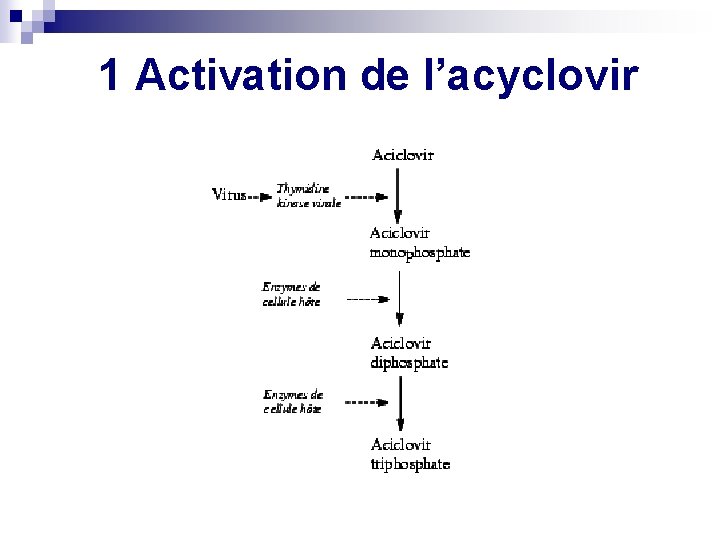 1 Activation de l’acyclovir 