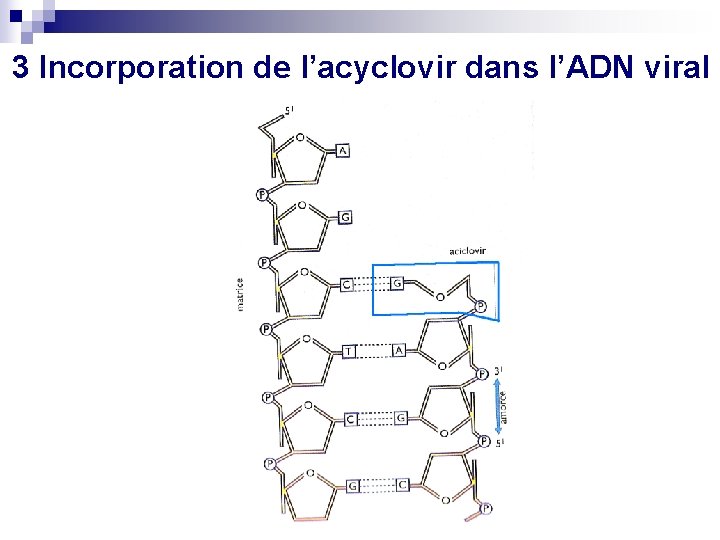 3 Incorporation de l’acyclovir dans l’ADN viral 