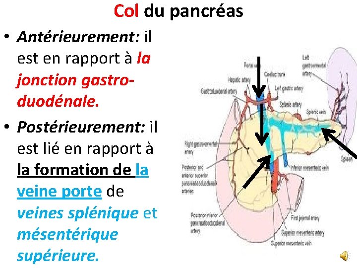 Col du pancréas • Antérieurement: il est en rapport à la jonction gastroduodénale. •