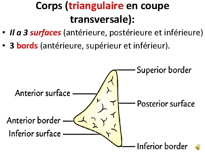 Corps (triangulaire en coupe transversale): • Il a 3 surfaces (antérieure, postérieure et inférieure)