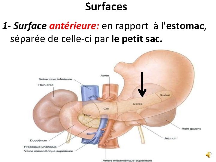 Surfaces 1 - Surface antérieure: en rapport à l'estomac, séparée de celle-ci par le