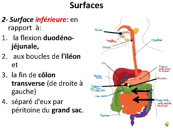 Surfaces 2 - Surface inférieure: en rapport à: 1. la flexion duodénojéjunale, 2. aux